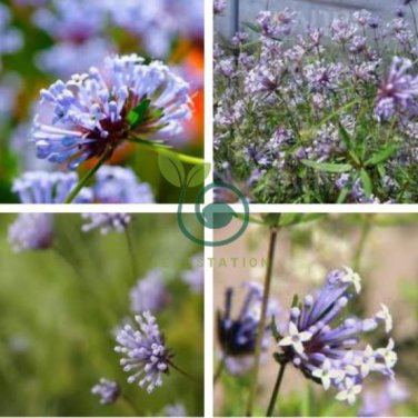 Woodruff Seeds Aromatic Blue Small Flower 120 Seeds
