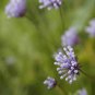 Woodruff Seeds Aromatic Blue Small Flower 120 Seeds