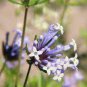 Woodruff Seeds Aromatic Blue Small Flower 120 Seeds