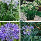Agapanthus africanus Seeds 'Fireworks’ African Lily 'Strawberry ice' 200 Seeds