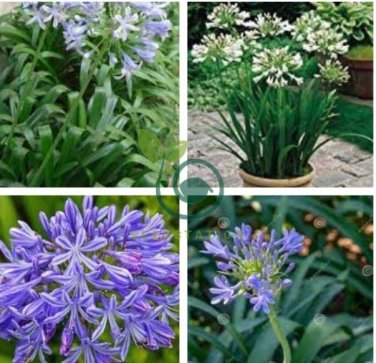 Agapanthus africanus Seeds 'Fireworks&acirc;�� African Lily 'Strawberry ice' 200 Seeds