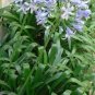 Agapanthus africanus Seeds 'Fireworks’ African Lily 'Strawberry ice' 200 Seeds
