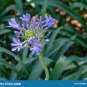 Agapanthus africanus Seeds 'Fireworks’ African Lily 'Strawberry ice' 200 Seeds
