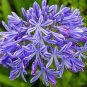 Agapanthus africanus Seeds 'Fireworks’ African Lily 'Strawberry ice' 200 Seeds