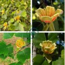 Liriodendron Tulipifera 200 Seeds