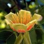 Liriodendron Tulipifera 200 Seeds