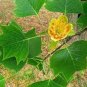 Liriodendron Tulipifera 200 Seeds
