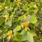 Liriodendron Tulipifera 200 Seeds