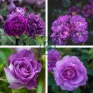 'Qun feng' Light Purple Rose Tree 100 Seeds