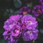 'Qun feng' Light Purple Rose Tree 100 Seeds