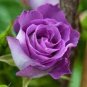 'Qun feng' Light Purple Rose Tree 100 Seeds