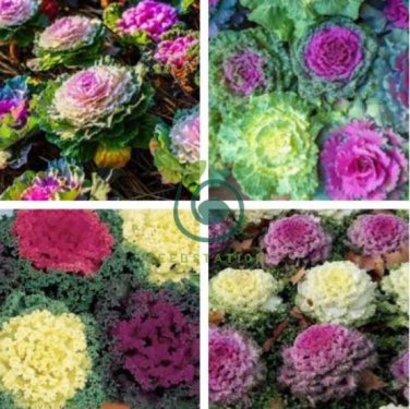 Brassica Oleracea Red White Ornamental Kale Mixed 100 Seeds