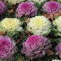 Brassica Oleracea Red White Ornamental Kale Mixed 100 Seeds