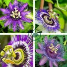 Rare Guangdong Purple Passion Flower 'Hankins' Organic 40 Seeds
