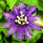 Rare Guangdong Purple Passion Flower 'Hankins' Organic 40 Seeds