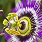 Rare Guangdong Purple Passion Flower 'Hankins' Organic 40 Seeds