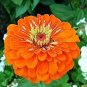 Orange Zinnia Angustifolia Flower 60 Seeds