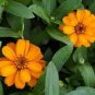 Orange Zinnia Angustifolia Flower 60 Seeds
