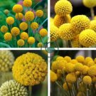Craspedia Billy Balls Yellow Flower 20 Seeds