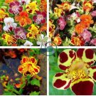 Rare Beautiful Colorful Monkey Face Flowers 60 Seeds
