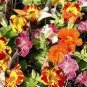 Rare Beautiful Colorful Monkey Face Flowers 60 Seeds