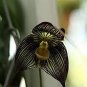 Dracula Vampira The Vampire-Like Dracula Monkey Flower Rare 100 Seeds