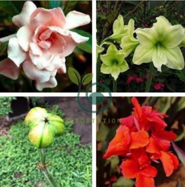 Amaryllis 200 Seeds