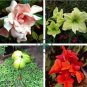 Amaryllis 200 Seeds