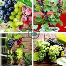 Mixed Grape Vitis Vinifera Vine Delicious Fresh Fruit 30 Seeds