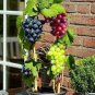 Mixed Grape Vitis Vinifera Vine Delicious Fresh Fruit 30 Seeds