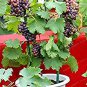 Mixed Grape Vitis Vinifera Vine Delicious Fresh Fruit 30 Seeds