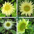 Green Jade Ornamental Sunflower Hybrid 30 Seeds