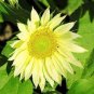 Green Jade Ornamental Sunflower Hybrid 30 Seeds
