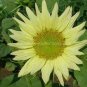 Green Jade Ornamental Sunflower Hybrid 30 Seeds