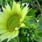 Green Jade Ornamental Sunflower Hybrid 30 Seeds