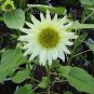 Green Jade Ornamental Sunflower Hybrid 30 Seeds