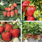Loran F1 Strawberry 200 Seeds