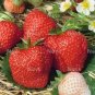 Loran F1 Strawberry 200 Seeds