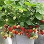 Loran F1 Strawberry 200 Seeds