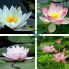'Empress Wu' Red Lotus Flower Water Lily Flower 2 Seeds