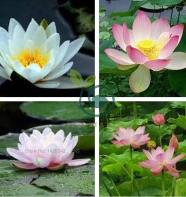 'Empress Wu' Red Lotus Flower Water Lily Flower 2 Seeds