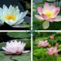 'Empress Wu' Red Lotus Flower Water Lily Flower 2 Seeds