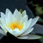 'Empress Wu' Red Lotus Flower Water Lily Flower 2 Seeds