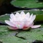 'Empress Wu' Red Lotus Flower Water Lily Flower 2 Seeds