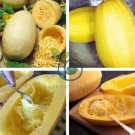 Heirloom Spaghetti Squash Vegetable 60 Seeds