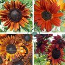 erracotta Sunflower 30 Seeds
