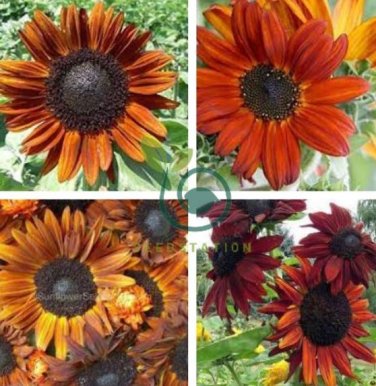 erracotta Sunflower 30 Seeds