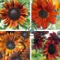 erracotta Sunflower 30 Seeds