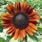 erracotta Sunflower 30 Seeds