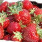 Heirloom 'Purple Wonder' Big Strawberry 200 Seeds